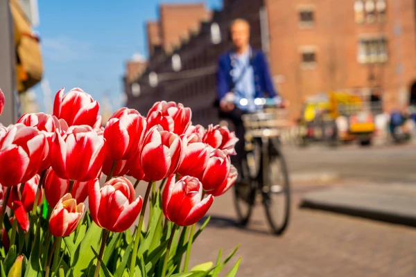 nederland-tulpen