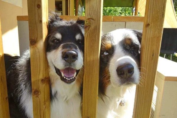 Dieci consigli utili per il glamping con il cane